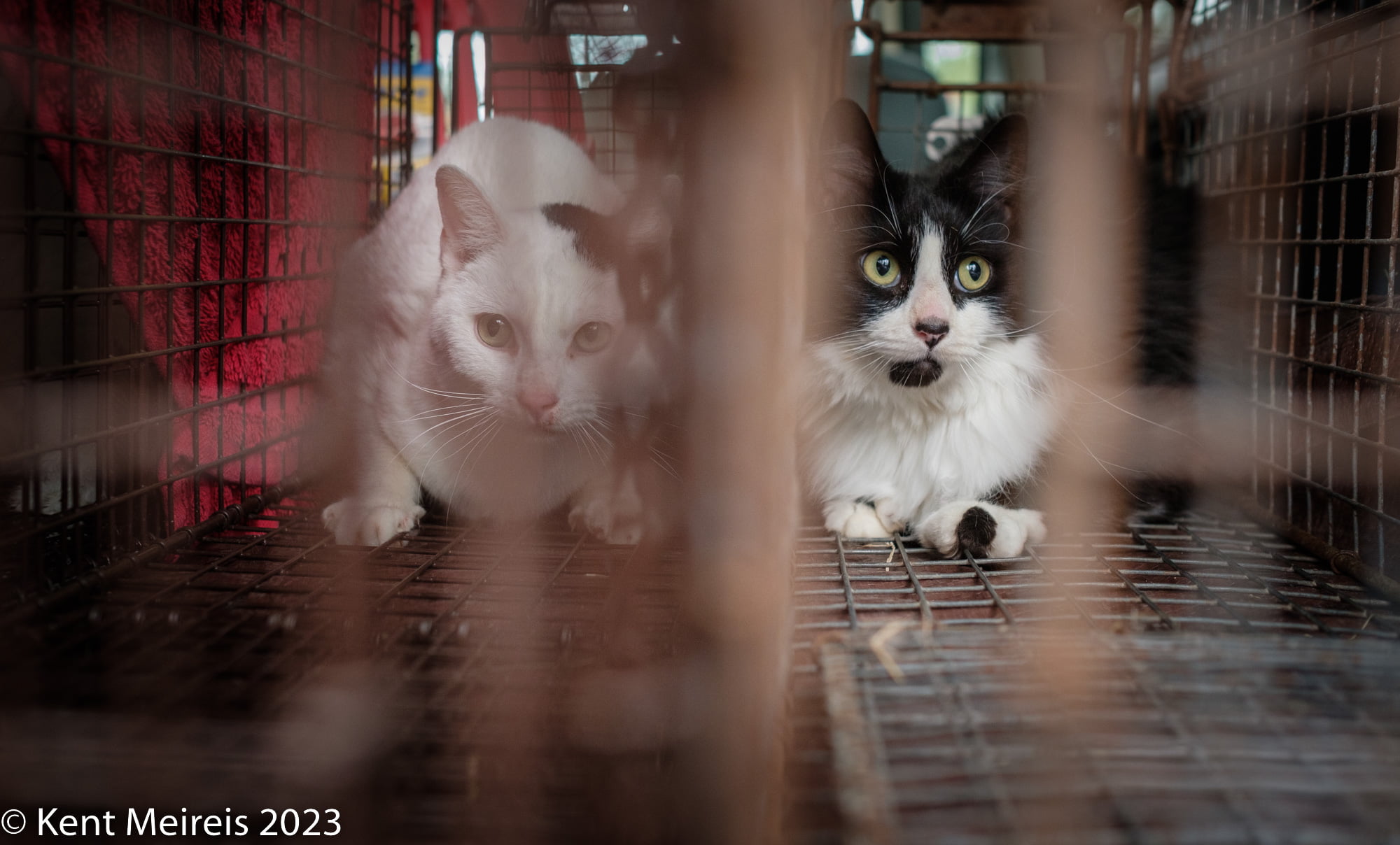 Black and white feral cats